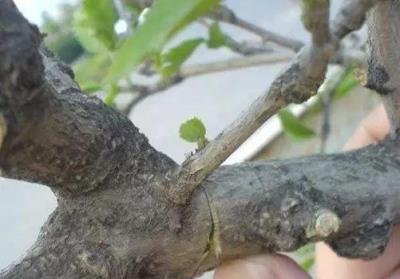 養花人最不該扔的，就是塑料瓶！家庭花卉種植小妙招分享