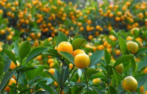 農村有個小院，就種這些「花草樹木」，有花有果，春夏秋冬都很美