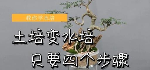 水培一點也不難，掌握四個步驟，所有土培花卉都可變成水培花卉