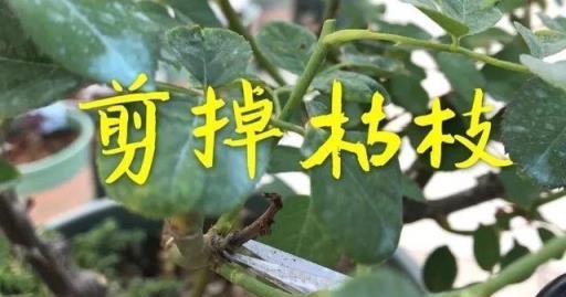 月季出現「2個特徵」，是「休眠」訊號，這樣做，明年花量多1倍