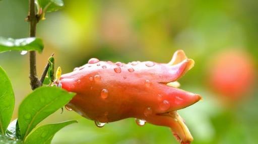 想要石榴樹盆景枝繁葉茂、花紅果碩？這些栽種經驗要知道