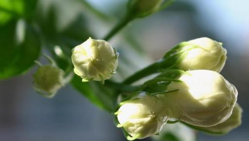 冬天養護茉莉花，做好這幾點，來年開花爆盆花香飄遠