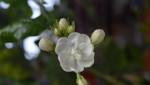 冬天養護茉莉花，做好這幾點，來年開花爆盆花香飄遠