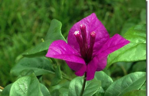 這4種花冬天要「捨得剪」，一年開花比一年多，寓意好開花更漂亮