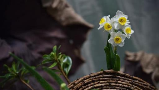 養水仙花 學會這三招 你想讓它什麼時候開花它就什麼時候開