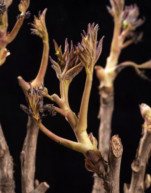 5種花假貨多，要注意辨別，小心「掛羊頭賣狗肉」，白花錢