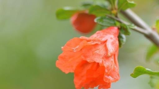 想要石榴樹盆景枝繁葉茂、花紅果碩？這些栽種經驗要知道