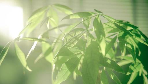 轉運植物來一盆，來年運氣旺旺旺，好養花期長