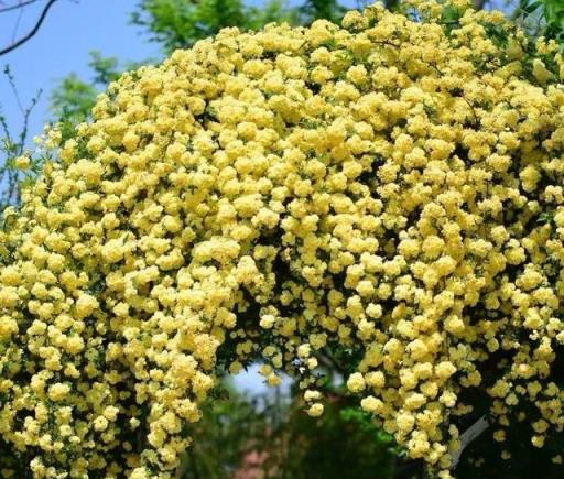 我國十大香花，家裡養一盆，繁花滿枝，滿室生香