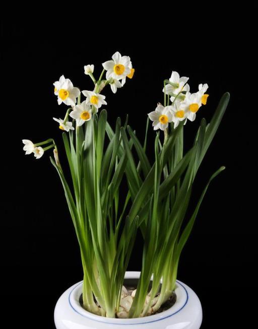 養水仙花 學會這三招 你想讓它什麼時候開花它就什麼時候開