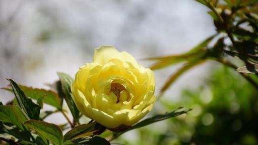 冬季養護花草，有7個點，簡單易做，花卉安安全全過冬