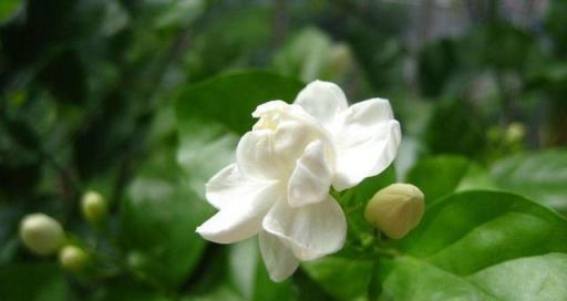 冬天養護茉莉花，做好這幾點，來年開花爆盆花香飄遠