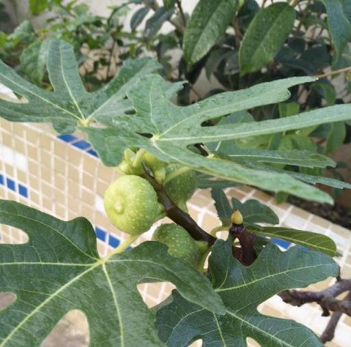 無花果過冬，別忽略這「1步」，來年結果多10倍，果子越來越多