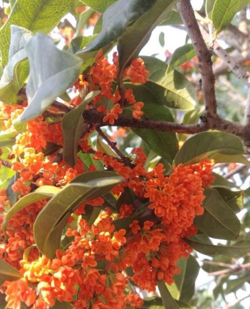 農村有個小院，就種這些「花草樹木」，有花有果，春夏秋冬都很美