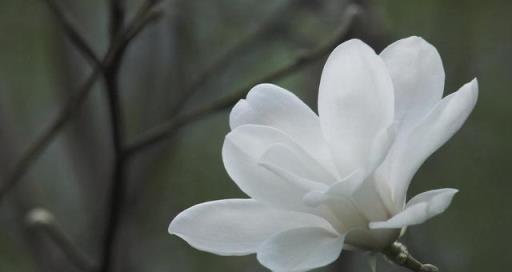 這3種花養在院子裡，花香淡雅開花高貴，不招蟲子花期長