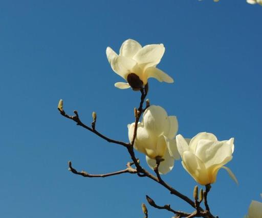 這3種花養在院子裡，花香淡雅開花高貴，不招蟲子花期長