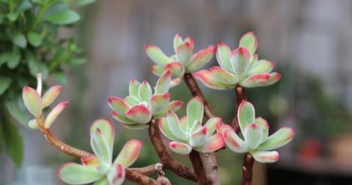 多肉植物要換盆，選對「時間段」，怎麼換怎麼活，服盆更容易