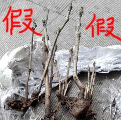 5種花假貨多，要注意辨別，小心「掛羊頭賣狗肉」，白花錢