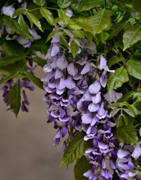 農村有個小院，就種這些「花草樹木」，有花有果，春夏秋冬都很美