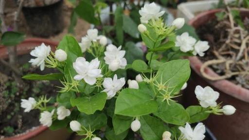 入冬茉莉花怎麼養？記住幾個「小重點」，來年枝繁葉茂花更多