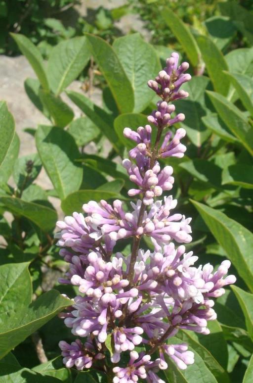 這3種花養在院子裡，花香淡雅開花高貴，不招蟲子花期長