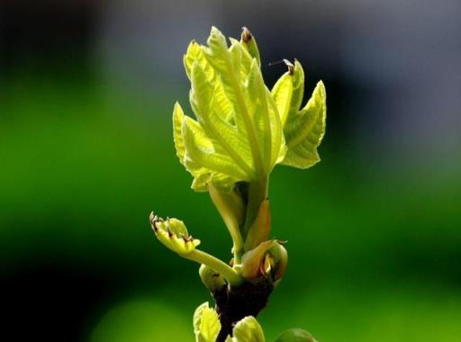 冬季無花果這樣養，來年枝繁葉茂！果子想吃隨手摘