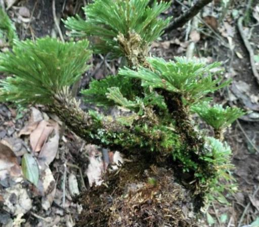 山坡下的石頭縫裡，1種「還魂草」不多見，挖2棵種植，變小盆栽