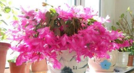 想讓蟹爪蘭2次開花，記住這個「方法」，花開2次3次都沒問題