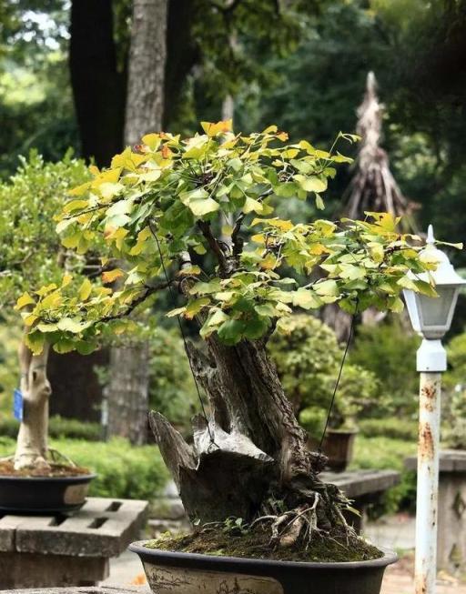 1盆花能養100年，養成傳家寶，越老越值錢