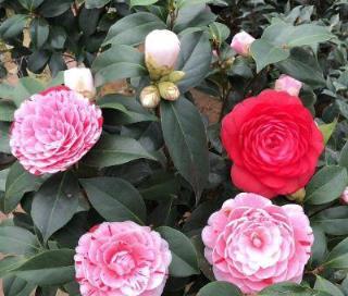 農村有個小院，就種這些「花草樹木」，有花有果，春夏秋冬都很美