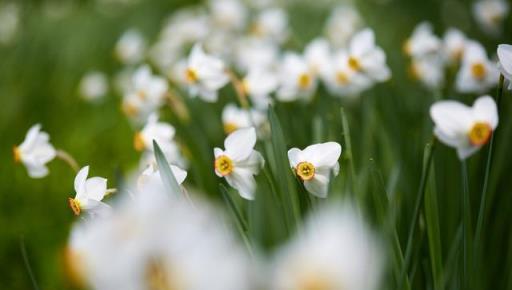 養水仙花 學會這三招 你想讓它什麼時候開花它就什麼時候開