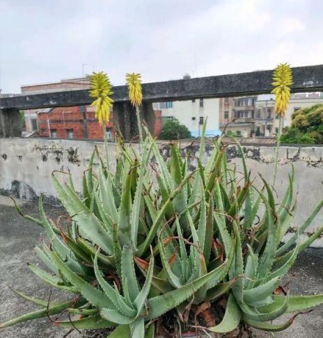 養玉樹、蘆薈，學會3個竅門，枝幹「胳膊粗」，輕鬆變成大老樁