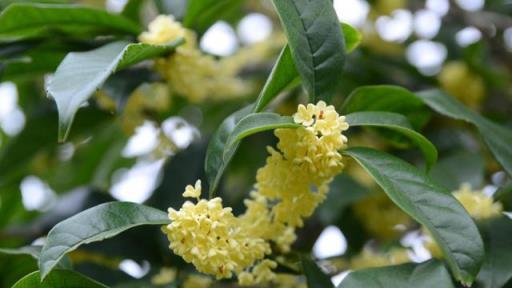 這3種花養在院子裡，花香淡雅開花高貴，不招蟲子花期長