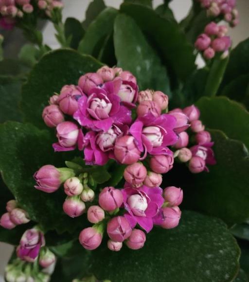 長壽花不開花，養殖做好這幾點，花芽孕育快，年前有花賞