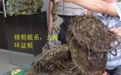 盆景翻盆換土要注意哪些細節？如何才能提高「成活率」？花農詳談