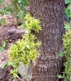 植物「癌症」叢枝病，要滅一「菟」一「蟬」，再談綜合防治