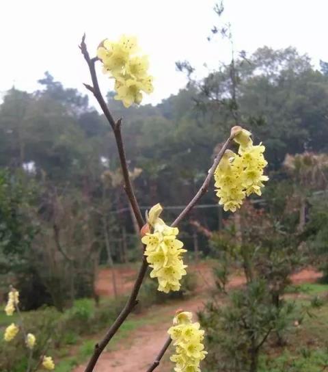 「彼岸花」並非只有曼珠沙華，這些植物也花葉不相見