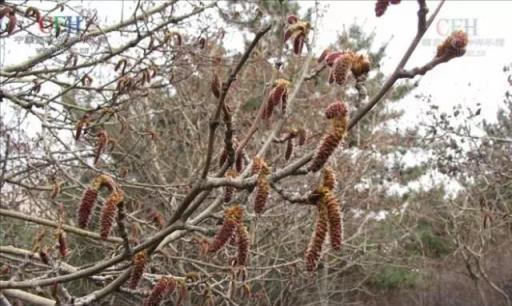 「彼岸花」並非只有曼珠沙華，這些植物也花葉不相見