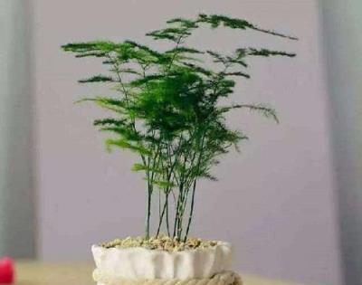 發財樹與文竹的修剪藝術,促進新葉生長,提升綠色顏值