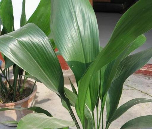陰暗客廳角落的理想綠植選擇，5款耐陰易養護的植物