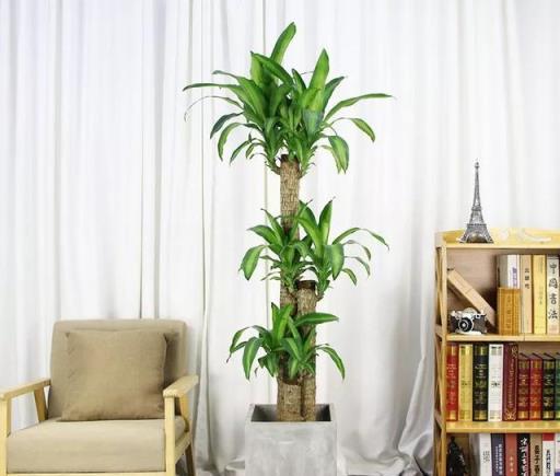 陰暗客廳角落的理想綠植選擇，5款耐陰易養護的植物