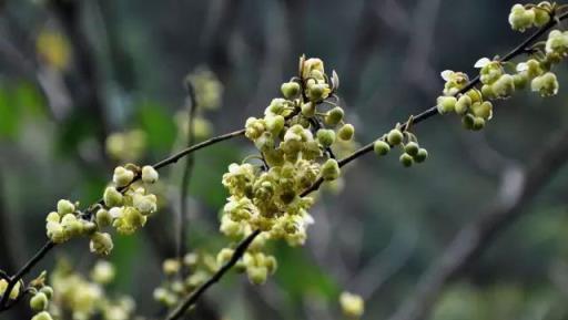 「彼岸花」並非只有曼珠沙華，這些植物也花葉不相見