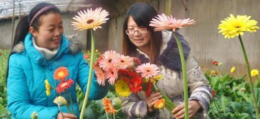 年前逛花市，3種花不要買，白花錢還養一肚子氣