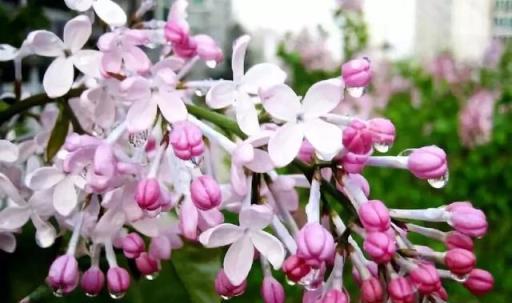 想要養殖好丁香花，掌握住這9個技巧，就可以看到繁花錦簇