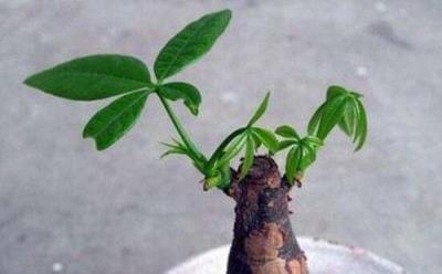 發財樹與文竹的修剪藝術,促進新葉生長,提升綠色顏值