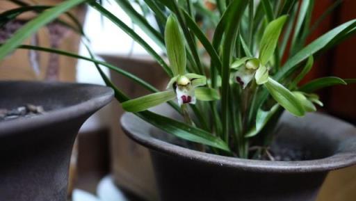 蘭花「催花」有口訣，照著養，猛躥新芽，春節如期開花