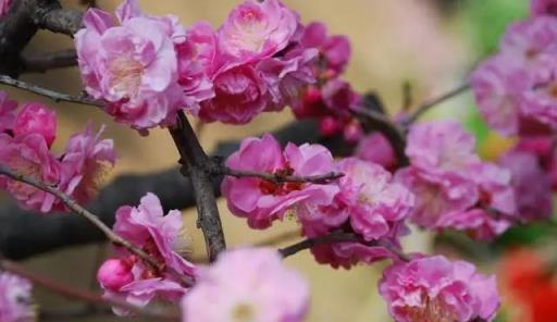 「彼岸花」並非只有曼珠沙華，這些植物也花葉不相見