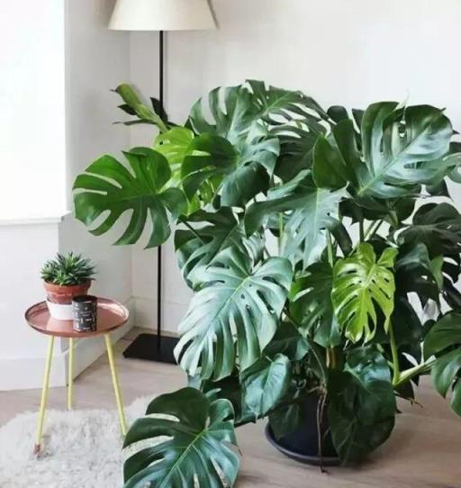 陰暗客廳角落的理想綠植選擇，5款耐陰易養護的植物