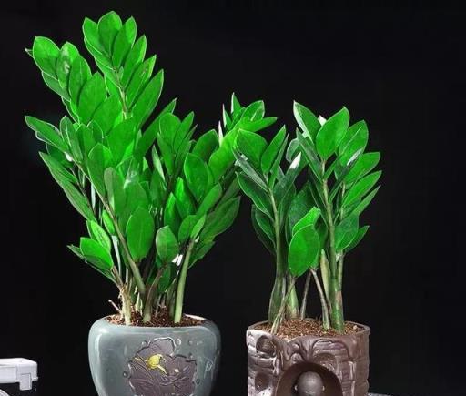 陰暗客廳角落的理想綠植選擇，5款耐陰易養護的植物