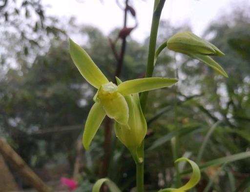 蕙蘭入秋後沒來花苞，一月份還會來花苞嗎？有什麼好辦法呢？